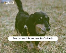 best dachshund breeders in ontario