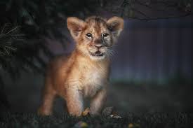 cats lion baby cub
