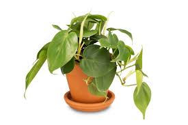 Coltivata come pianta da appartamento, e in particolare in vasi pieni d'acqua, questa pianta può vivere per molti anni anche sopra una . Piante Da Interno Poca Luce Le Piu Resistenti E Facili Da Curare