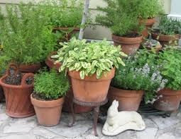 herb garden pots