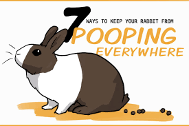 your rabbit from ing everywhere