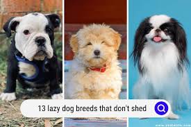 13 lazy dogs that don t shed breeds