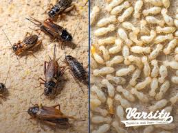 crickets vs termites how to identify