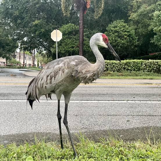 Wild Sarasota: Sandhill cranes stand out! - UF/IFAS Extension Sarasota County