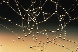 Image result for FREE PHOTOS OF COBWEBS WITH DEW