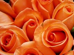 Image result for orange rose image