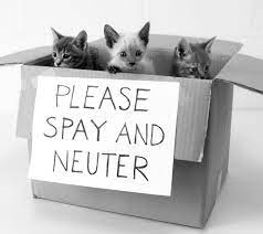 Barring any complication, cat parents can expect to pick up their pets a few hours after the surgery. Spay Neuter Lakes Region Humane Society