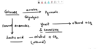 Carbon Dioxide Oxygen Gas Glucose Water