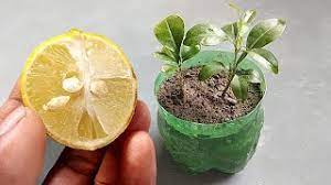 how to plant lemon seeds easily at home