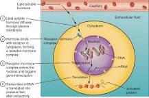 Image result for how can thyroid hormone be made to cross the lipid bilayer of the cell membrane