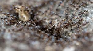 Ameisen vertilgen andere insekten, sind selbst teil. Experten Tipps Wenn Ameisen Im Haus Zur Plage Werden Nordkurier De