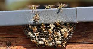How To Prevent Wasp Nests On Your Porch
