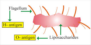 Enteric Fever Part 2 Widal Test For Typhoid Fever