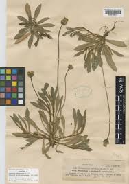 Pilosella × viridifolia (Peter) Holub | Useful Plants of Boyacá