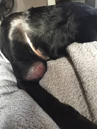 hi my dog has had this lump on her