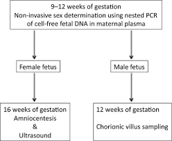 fetal determination using cell free