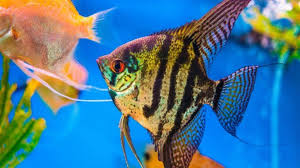 Freshwater Angelfish Care Guide The Queen Of The Aquarium