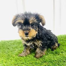 Yorkie poo puppies are cute small dogs that enthrall you with there liveliness and playfulness. Yorkie Puppies For Sale Meridian