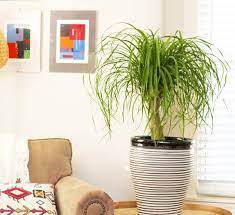 5 Tall Indoor Plants For Your Home