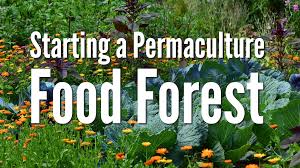 starting a permaculture food forest
