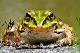 lake or pool frog pelophylax lessonae