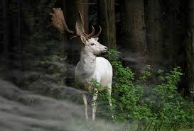 rare white fallow deer spotted in