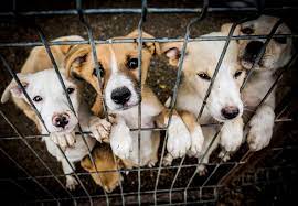 Think you missed the boat on fostering a pet during the pandemic? What Makes A Good Shelter The Beauty Of Adoption Companion Animals Topics Campaigns Topics Four Paws International