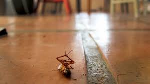 Image result for cockroaches in house