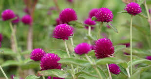 How to Plant and Grow Globe Amaranth (Gomphrena) | Gardener's ...