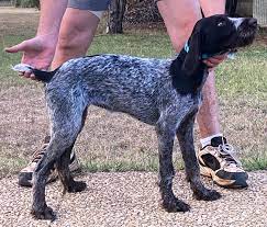 home german shorthaired pointer puppies