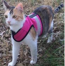 Kitty Holster Reflective Safety Harness Made In Usa