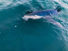 gulf of maine shark fishing charter