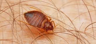 natural remes to get rid of bed bugs