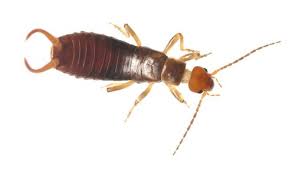 what good are earwigs colonial pest