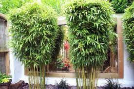 Benefits Of Bamboo In Carbon Control