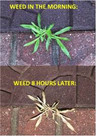 homemade weed creating a