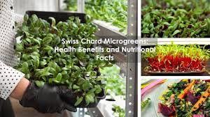 swiss chard microgreens health