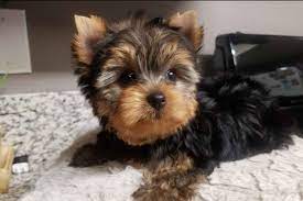 Also known by the name yorkiedoodle, the yorkiepoo is a cross between the yorkshire terrier and poodle breeds. Gabi Puppies For Sale