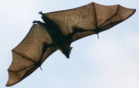 why bats spread viruses but don t get sick
