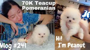 baby peanut teacup pomeranian puppy