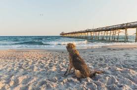 the best dog friendly beaches in the us