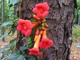 how to grow trumpet vine without it