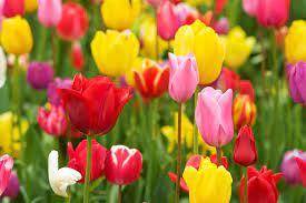 the top 20 spring flowering bulbs