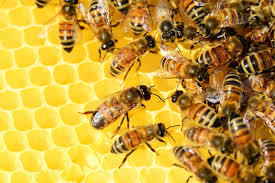  Manfaat Madu Sarang Lebah