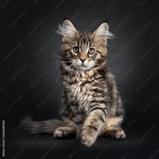 cute black tabby maine kitten