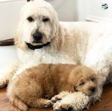 Your home is an unfamiliar place for your goldendoodle, and they will need your help to know how they are to act in their new environment. The Best Way To Train A Mini Goldendoodle Puppy Goldendoodle Training