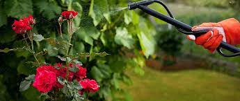 Как правильно поливать розу
