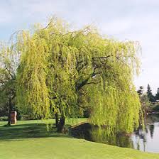 golden weeping willow salix x