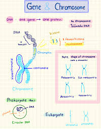 ยีน (gene) ยีน คือ ส่วนหนึ่งของสายดีเอ็นเอ (dna segment) อันที่จริงยีนสามารถเป็นได้ทั้งสายดีเอ็นเอ และเอ็มอาร์เอ็นเอ (mrna) โดยดีเอ็นเอมี. à¹‚à¸™ à¸•à¸‚à¸­à¸‡ à¸ž à¸™à¸˜ à¸¨à¸²à¸ªà¸•à¸£ à¸¡ 6 à¸Š à¸™ Clear