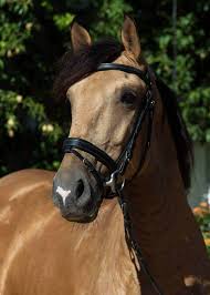 $16,000 for sale horse id: NÂº 124 Lovely 6 Year Old Buckskin Gelding Currently Standing 1 61m Lusitano Horse Search